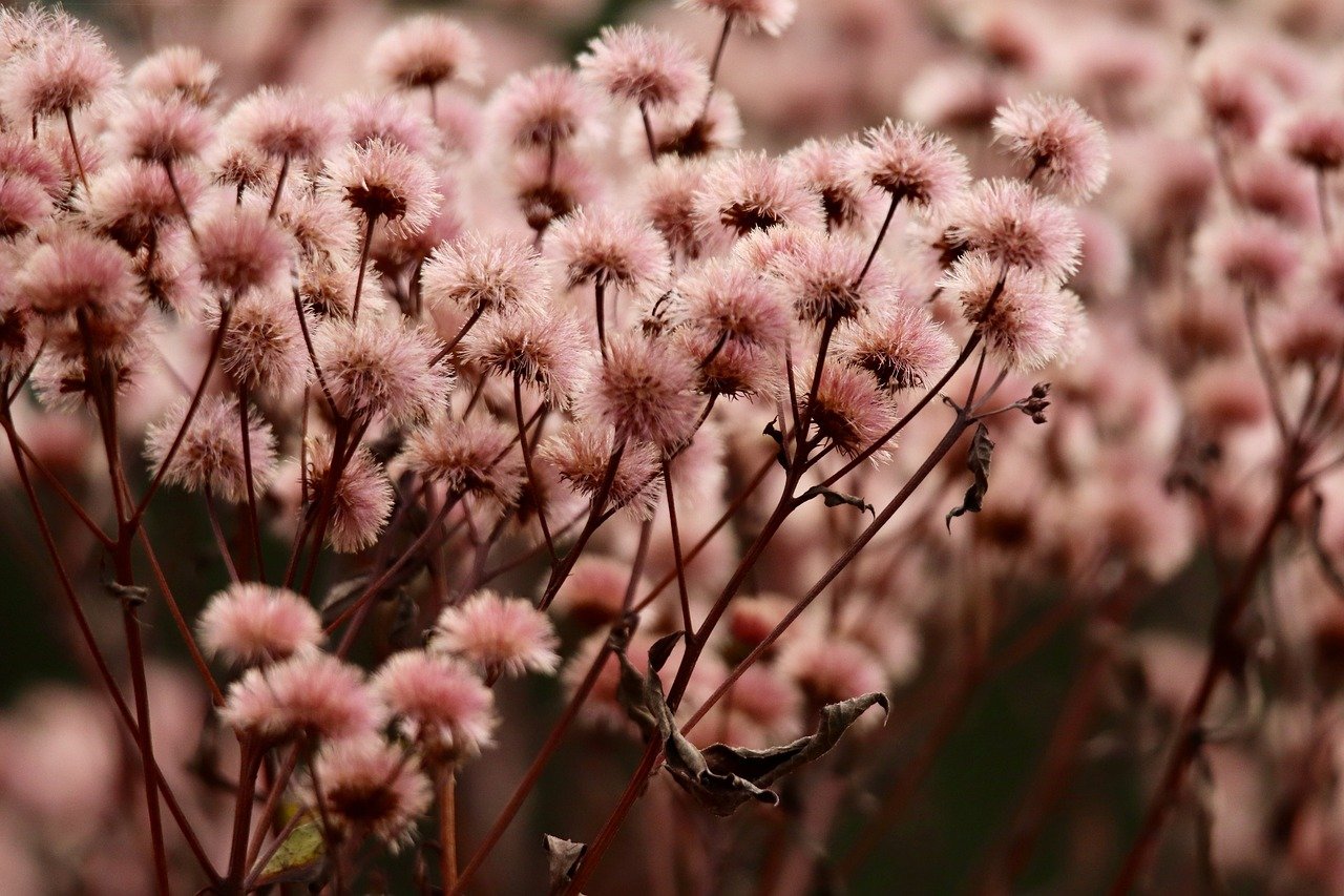 在线DDOS平台攻击|澳洲注册代理